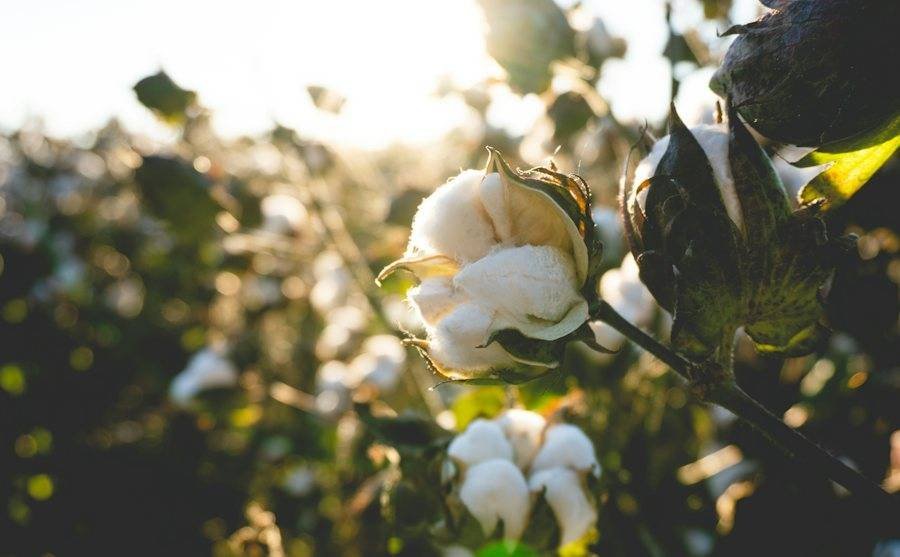 Open cotton boll ready for harvest