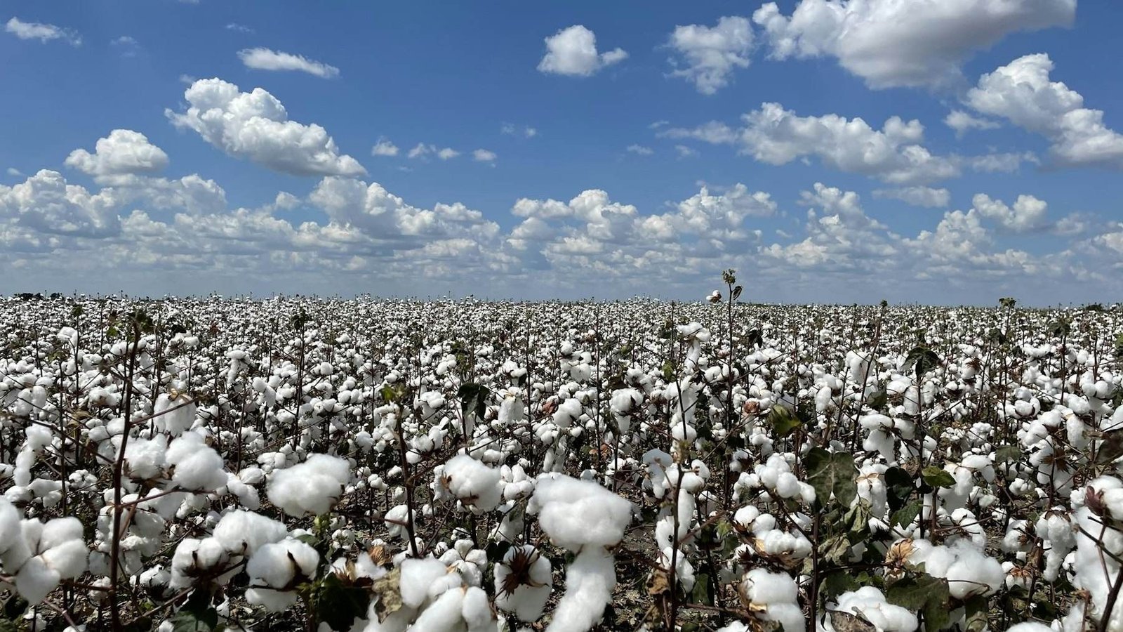 Cotton crop growing in an Indian field