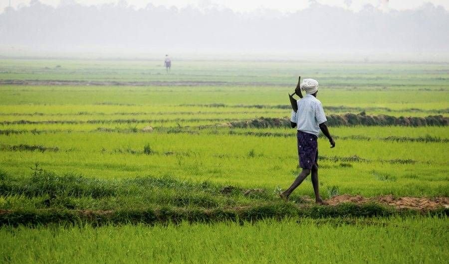 Farmer walking through his crop