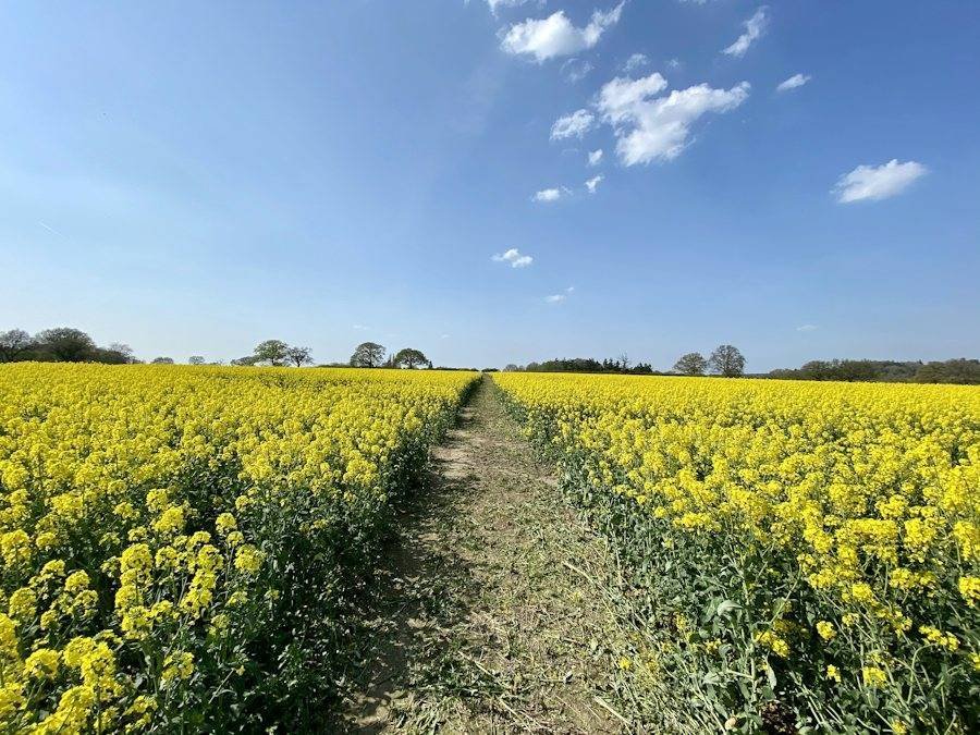 Farmer walking through a flowering mustard field