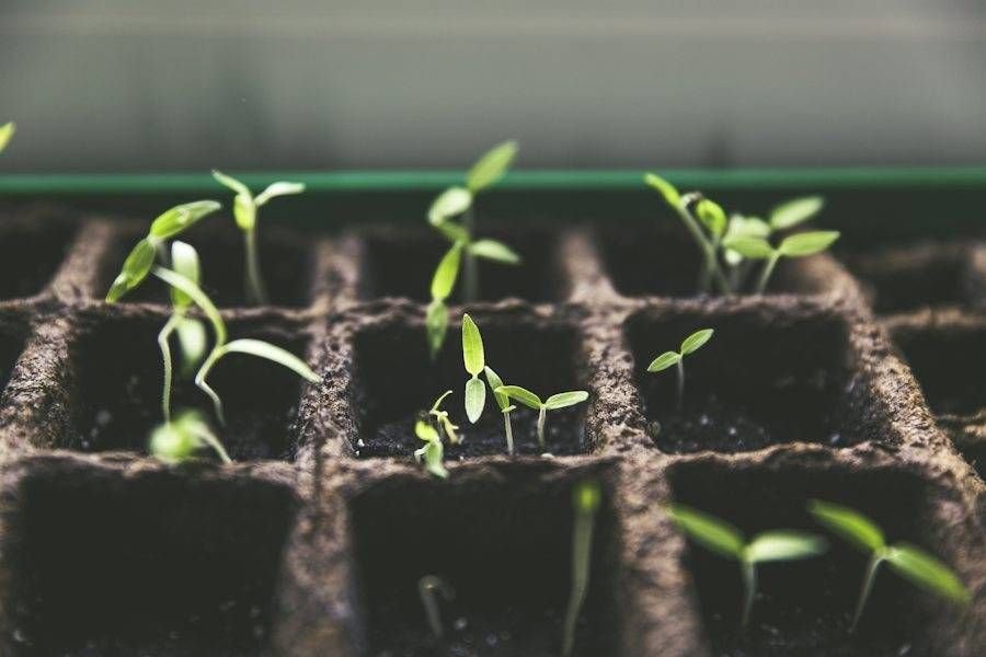Crop seedlings in a nursery tray